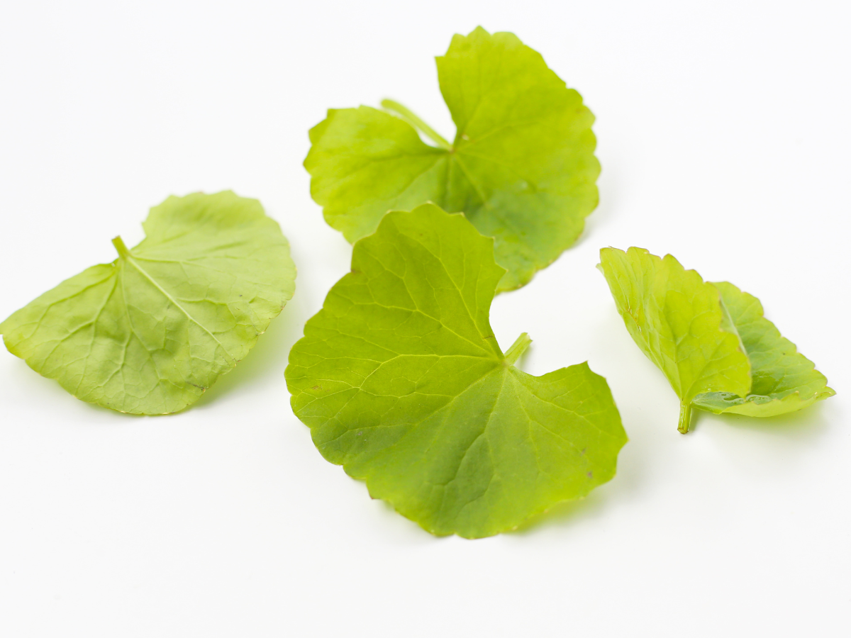 gotu kola leaves