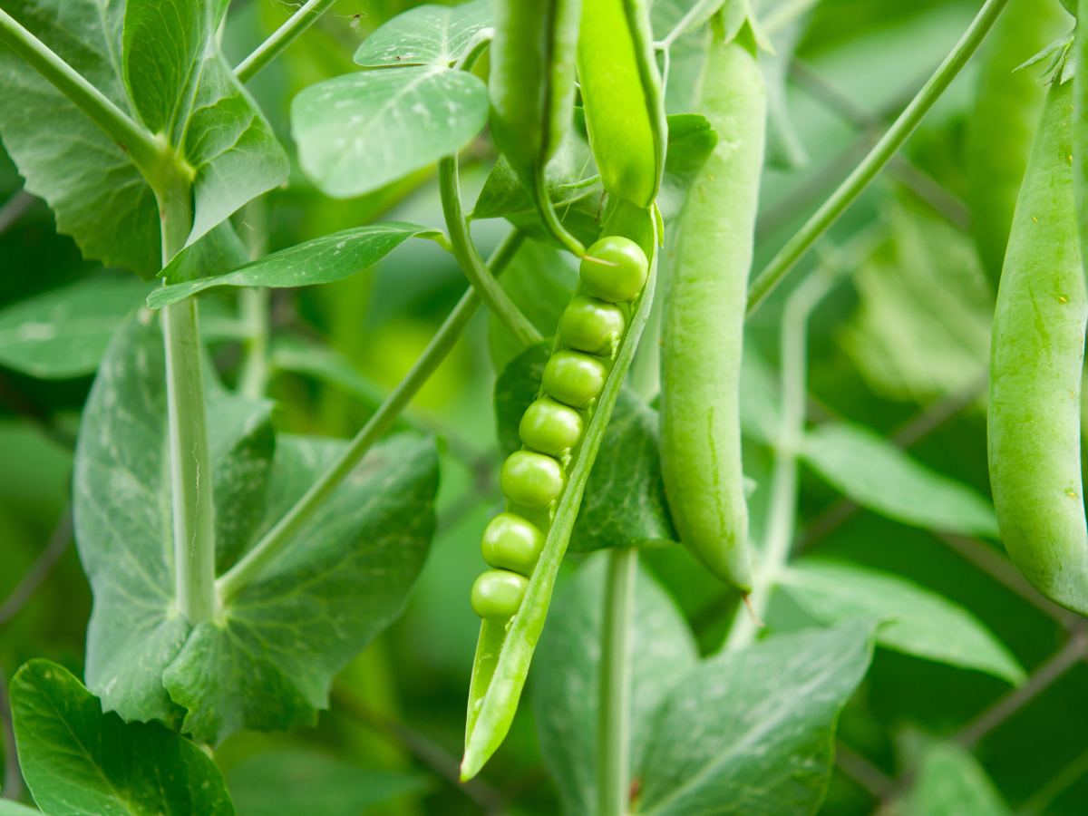 pea Protine