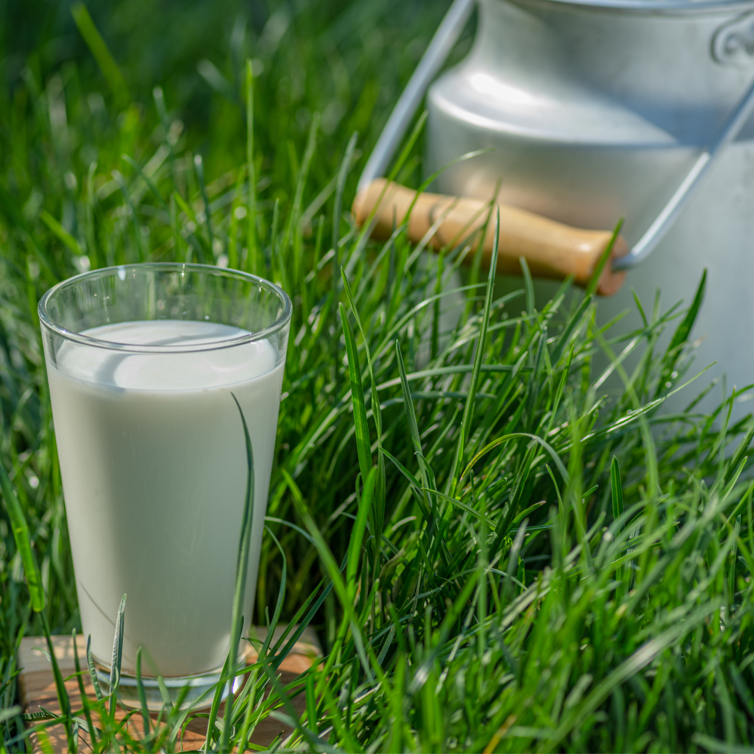 first milk - colostrum