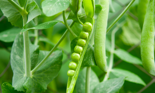 pea Protine